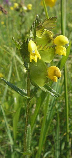 Rhinanthus minor \ Kleiner Klappertopf / Yellow-Rattle, F Allevard 11.6.2006