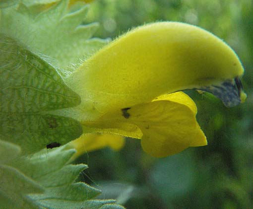 Rhinanthus alectorolophus \ Zottiger Klappertopf / Greater Yellow-Rattle, F Allevard 11.6.2006