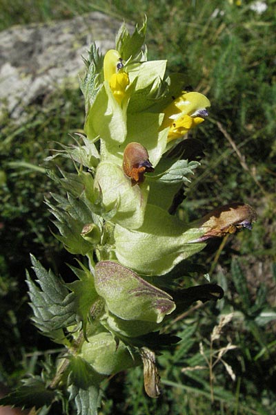 Rhinanthus pumilus \ Niedriger Klappertopf / Dwarf Yellow-Rattle, F Pyren&auml;en/Pyrenees, Eyne 9.8.2006