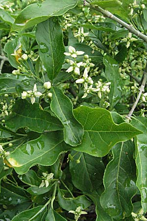 Euonymus europaeus \ Gewhnliches Pfaffenhtchen / Spindle, F Pyrenäen/Pyrenees, Olette 14.5.2007