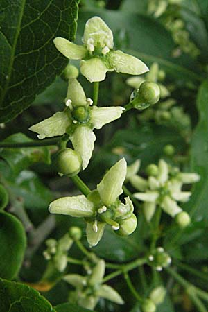 Euonymus europaeus \ Gewhnliches Pfaffenhtchen / Spindle, F Pyrenäen/Pyrenees, Olette 14.5.2007