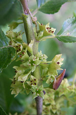 Rhamnus alpina \ Alpen-Kreuzdorn / Alpine Buckthorn, F Pyrenäen/Pyrenees, Eyne 25.6.2008