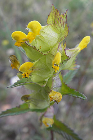 Rhinanthus minor \ Kleiner Klappertopf / Yellow-Rattle, F Causse de Blandas 30.5.2009