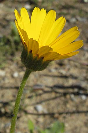 Calendula arvensis \ Acker-Ringelblume / Field Marigold, F Pyrenäen/Pyrenees, Prades 14.5.2007