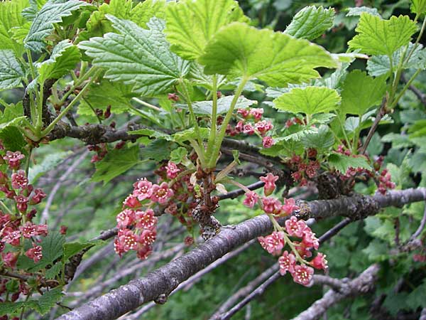 Ribes petraeum \ Felsen-Johannisbeere / Rock Currant, F Pyrenäen/Pyrenees, Eyne 25.6.2008