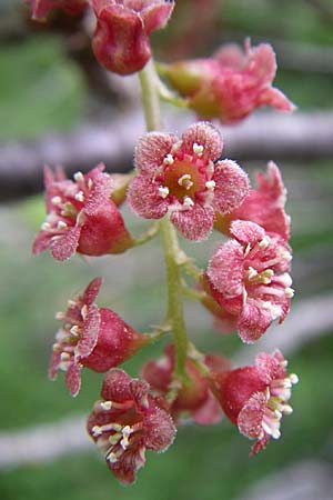 Ribes petraeum \ Felsen-Johannisbeere / Rock Currant, F Pyrenäen/Pyrenees, Eyne 25.6.2008