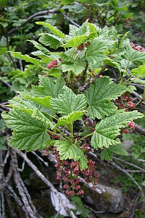 Ribes petraeum \ Felsen-Johannisbeere / Rock Currant, F Pyrenäen/Pyrenees, Eyne 25.6.2008