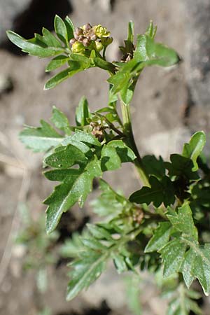 Rorippa islandica \ Islndische Sumpfkresse / Northern Yellow-Cress, F Col de la Cayolle 9.7.2016