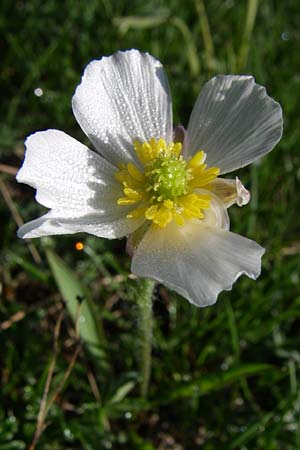 Ranunculus kuepferi \ K&uuml;pfers Hahnenfu� / Kuepfer's Buttercup, F Col de Granon 22.6.2008
