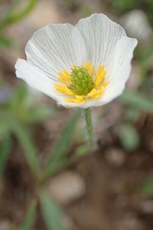 Ranunculus kuepferi \ K&uuml;pfers Hahnenfu� / Kuepfer's Buttercup, F Col de la Bonette 8.7.2016