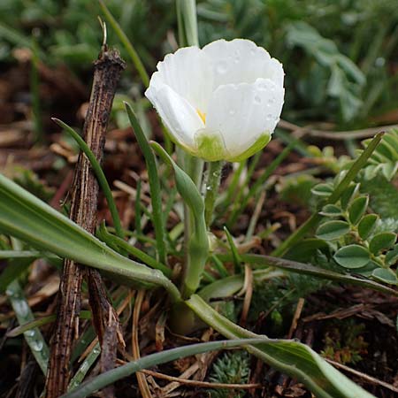 Ranunculus kuepferi \ K&uuml;pfers Hahnenfu� / Kuepfer's Buttercup, F Queyras, Fontgillarde 30.4.2023