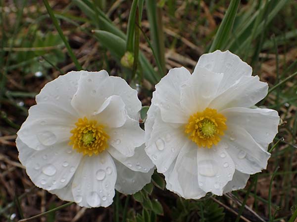 Ranunculus kuepferi \ K&uuml;pfers Hahnenfu� / Kuepfer's Buttercup, F Queyras, Fontgillarde 30.4.2023