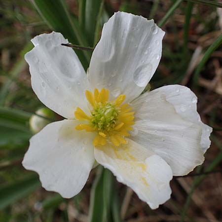 Ranunculus kuepferi \ K&uuml;pfers Hahnenfu� / Kuepfer's Buttercup, F Queyras, Fontgillarde 30.4.2023