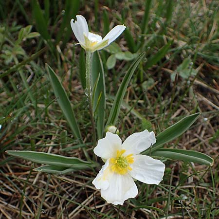 Ranunculus kuepferi \ K&uuml;pfers Hahnenfu� / Kuepfer's Buttercup, F Queyras, Fontgillarde 30.4.2023