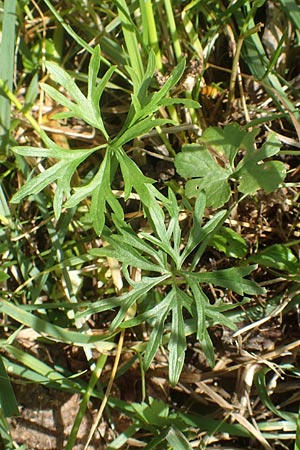 Ranunculus leptomeris \ Feinzipfeliger Gold-Hahnenfu� / Fine-Lapped Goldilocks, F Heiligenstein 29.4.2016