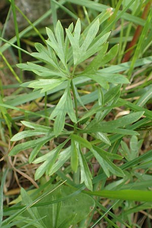 Ranunculus leptomeris \ Feinzipfeliger Gold-Hahnenfu� / Fine-Lapped Goldilocks, F Heiligenstein 29.4.2016