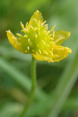 Ranunculus leptomeris \ Feinzipfeliger Gold-Hahnenfu� / Fine-Lapped Goldilocks, F Heiligenstein 29.4.2016
