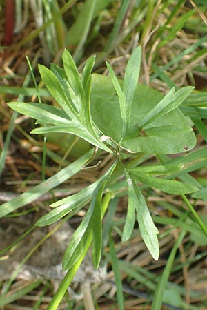 Ranunculus leptomeris \ Feinzipfeliger Gold-Hahnenfu� / Fine-Lapped Goldilocks, F Heiligenstein 29.4.2016