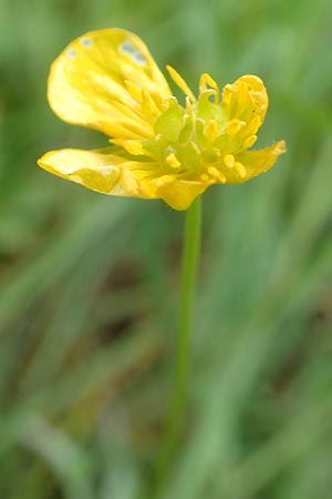 Ranunculus leptomeris \ Feinzipfeliger Gold-Hahnenfu� / Fine-Lapped Goldilocks, F Heiligenstein 29.4.2016