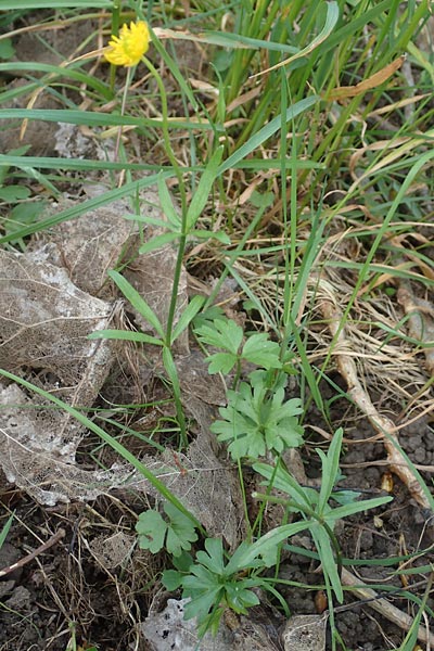 Ranunculus leptomeris \ Feinzipfeliger Gold-Hahnenfu� / Fine-Lapped Goldilocks, F Heiligenstein 29.4.2016