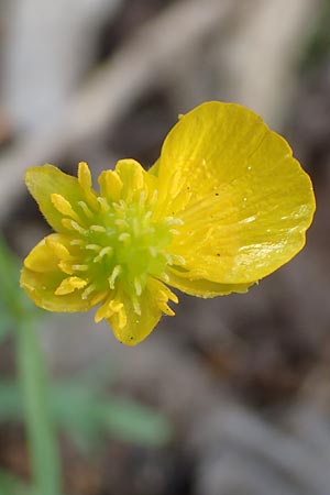 Ranunculus leptomeris \ Feinzipfeliger Gold-Hahnenfu� / Fine-Lapped Goldilocks, F Heiligenstein 29.4.2016