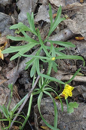 Ranunculus leptomeris \ Feinzipfeliger Gold-Hahnenfu� / Fine-Lapped Goldilocks, F Heiligenstein 29.4.2016