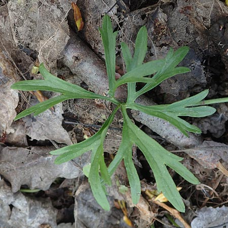 Ranunculus leptomeris \ Feinzipfeliger Gold-Hahnenfu� / Fine-Lapped Goldilocks, F Heiligenstein 29.4.2016