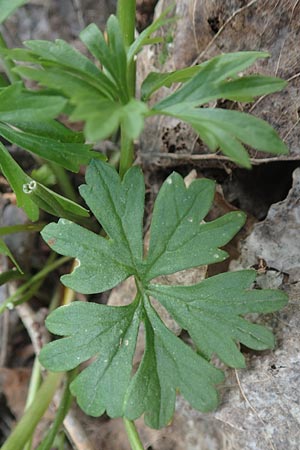 Ranunculus leptomeris \ Feinzipfeliger Gold-Hahnenfu� / Fine-Lapped Goldilocks, F Heiligenstein 29.4.2016