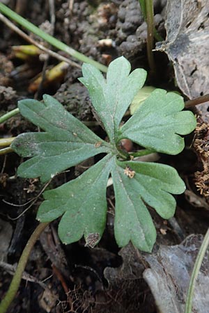Ranunculus leptomeris \ Feinzipfeliger Gold-Hahnenfu� / Fine-Lapped Goldilocks, F Heiligenstein 29.4.2016