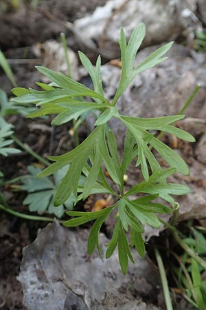Ranunculus leptomeris \ Feinzipfeliger Gold-Hahnenfu� / Fine-Lapped Goldilocks, F Heiligenstein 29.4.2016