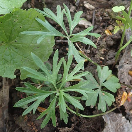 Ranunculus leptomeris \ Feinzipfeliger Gold-Hahnenfu� / Fine-Lapped Goldilocks, F Heiligenstein 29.4.2016