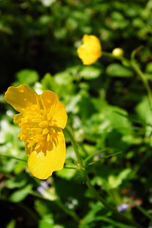 Ranunculus nicklesii \ Nickls' Gold-Hahnenfu / Nickls' Goldilocks, F Ostheim 18.4.2015