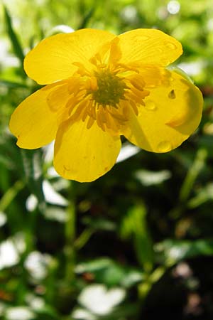Ranunculus nicklesii \ Nickls' Gold-Hahnenfu / Nickls' Goldilocks, F Ostheim 18.4.2015