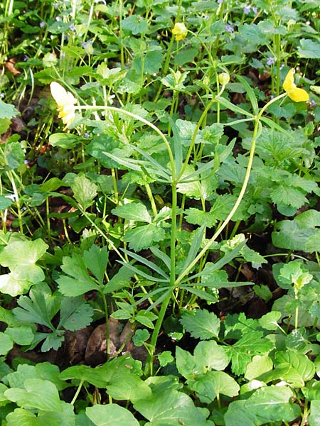 Ranunculus nicklesii \ Nickls' Gold-Hahnenfu / Nickls' Goldilocks, F Ostheim 18.4.2015