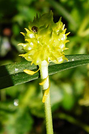 Ranunculus nicklesii \ Nickls' Gold-Hahnenfu / Nickls' Goldilocks, F Ostheim 18.4.2015