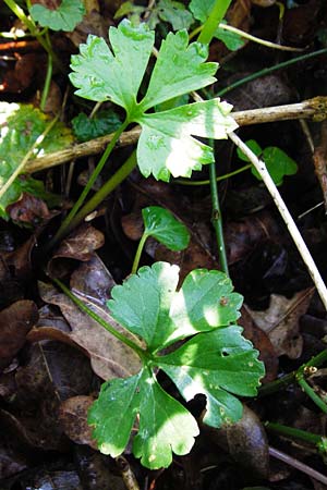 Ranunculus nicklesii \ Nickls' Gold-Hahnenfu / Nickls' Goldilocks, F Ostheim 18.4.2015