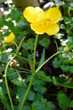 Ranunculus nicklesii \ Nickls' Gold-Hahnenfu / Nickls' Goldilocks, F Ostheim 18.4.2015