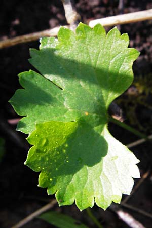 Ranunculus nicklesii \ Nickls' Gold-Hahnenfu / Nickls' Goldilocks, F Ostheim 18.4.2015