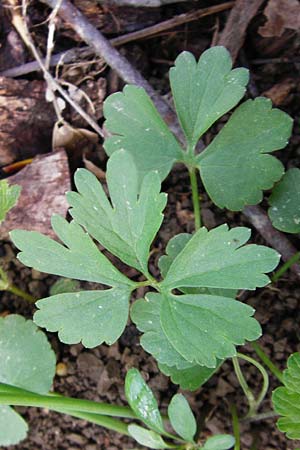 Ranunculus nicklesii \ Nickls' Gold-Hahnenfu / Nickls' Goldilocks, F Ostheim 18.4.2015
