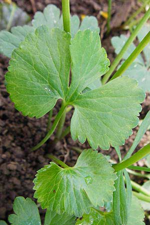 Ranunculus nicklesii \ Nickls' Gold-Hahnenfu / Nickls' Goldilocks, F Ostheim 18.4.2015