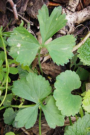 Ranunculus nicklesii \ Nickls' Gold-Hahnenfu / Nickls' Goldilocks, F Ostheim 18.4.2015