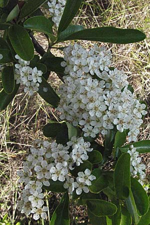 Pyrus spinosa \ Mandelbl�ttrige Birne / Almond-Leaved Pear, F Maures, Vidauban 12.5.2007