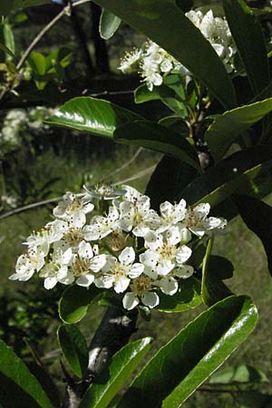 Pyrus spinosa \ Mandelbl�ttrige Birne / Almond-Leaved Pear, F Maures, Vidauban 12.5.2007