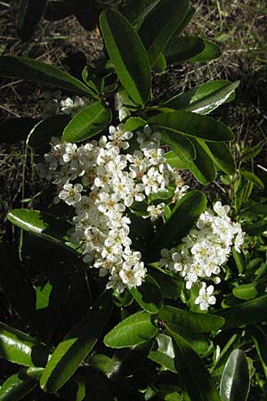 Pyrus spinosa \ Mandelbl�ttrige Birne / Almond-Leaved Pear, F Maures, Vidauban 12.5.2007