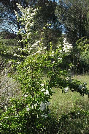 Pyrus spinosa \ Mandelbl�ttrige Birne / Almond-Leaved Pear, F Maures, Vidauban 12.5.2007