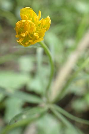 Ranunculus oligodon \ Wenigz&auml;hniger Gold-Hahnenfu� / Few-Toothed Goldilocks, F Haguenau 29.4.2016