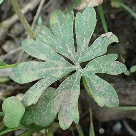 Ranunculus oligodon \ Wenigz&auml;hniger Gold-Hahnenfu� / Few-Toothed Goldilocks, F Haguenau 29.4.2016