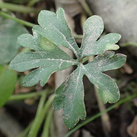 Ranunculus oligodon \ Wenigz&auml;hniger Gold-Hahnenfu� / Few-Toothed Goldilocks, F Haguenau 29.4.2016