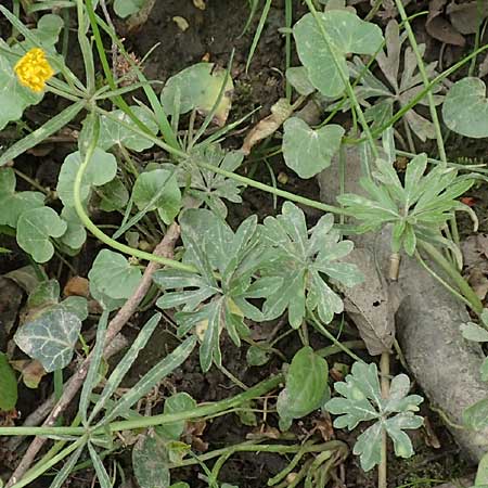 Ranunculus oligodon \ Wenigz&auml;hniger Gold-Hahnenfu� / Few-Toothed Goldilocks, F Haguenau 29.4.2016