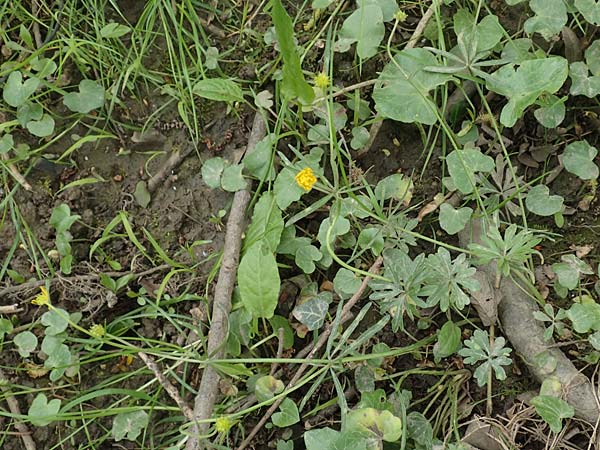 Ranunculus oligodon \ Wenigz&auml;hniger Gold-Hahnenfu� / Few-Toothed Goldilocks, F Haguenau 29.4.2016